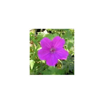 Geranium sanguineum