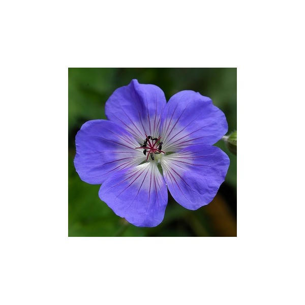 Geranium wallichianum 'Buxton's Blue'