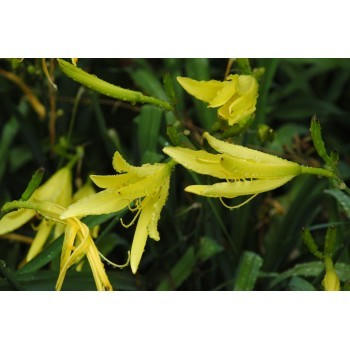 Hemerocallis 'Citrina' (lis d'un jour)