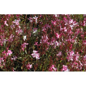 Gaura lindheimeri 'Cherry Brandy