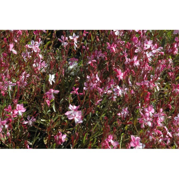 Gaura lindheimeri 'Cherry Brandy