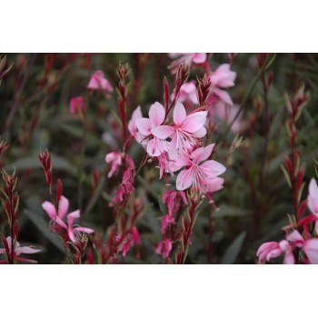 Gaura lindheimeri 'Cherry Brandy