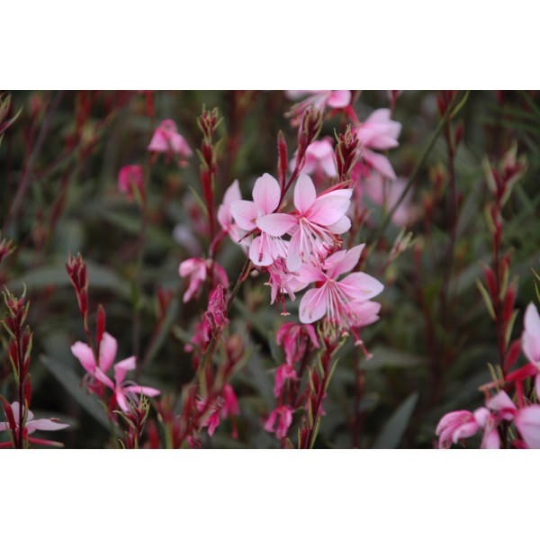 Gaura lindheimeri 'Cherry Brandy