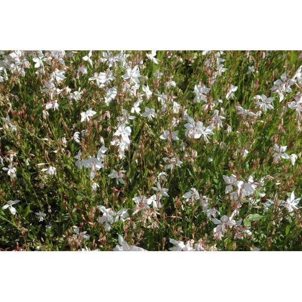 Gaura lindheimeri 'Snowstorm'