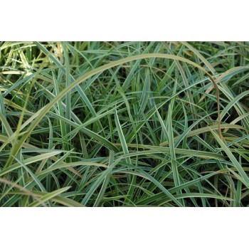 Carex morrowii 'Ice Dance' (Laîche)