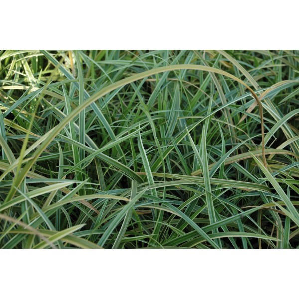 Carex morrowii 'Ice Dance' (Laîche)