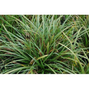 Carex morrowii 'Ice Dance' (Laîche)