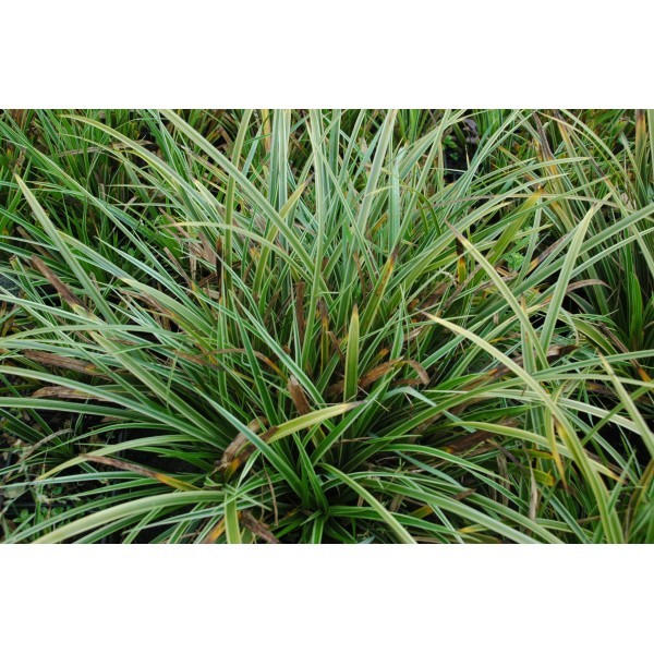 Carex morrowii 'Ice Dance' (Laîche)