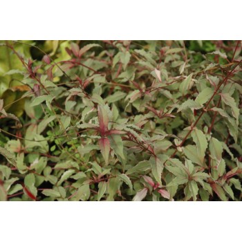 Fuchsia Magellanica 'Tricolor'