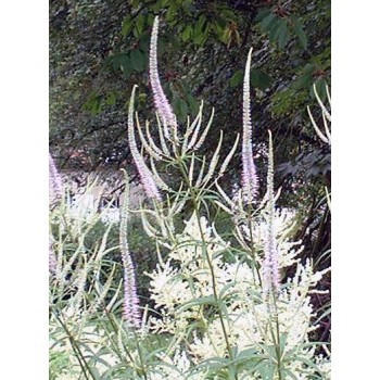Veronicastrum virginicum 'Album'