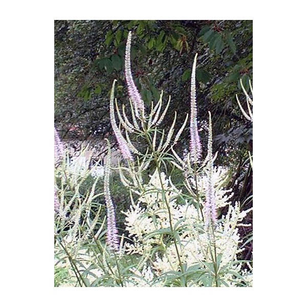 Veronicastrum virginicum 'Album'