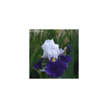 Iris germanica 'Night Edition'