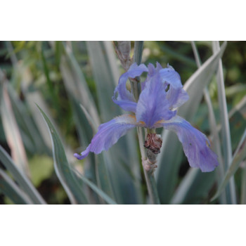 Iris pallida 'variegata'