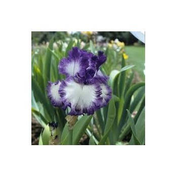 Iris germanica 'Spepping out