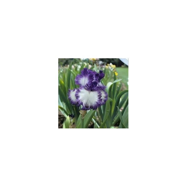 Iris germanica 'Spepping out