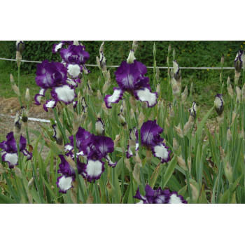 Iris germanica 'Spepping out