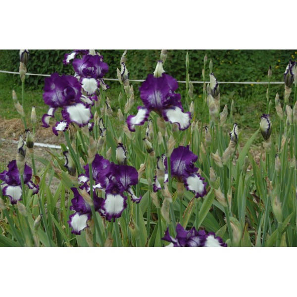 Iris germanica 'Spepping out