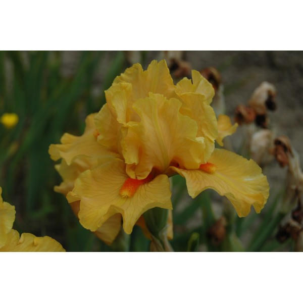 Iris germanica 'Season Ticket'