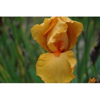 Iris germanica 'Season Ticket'