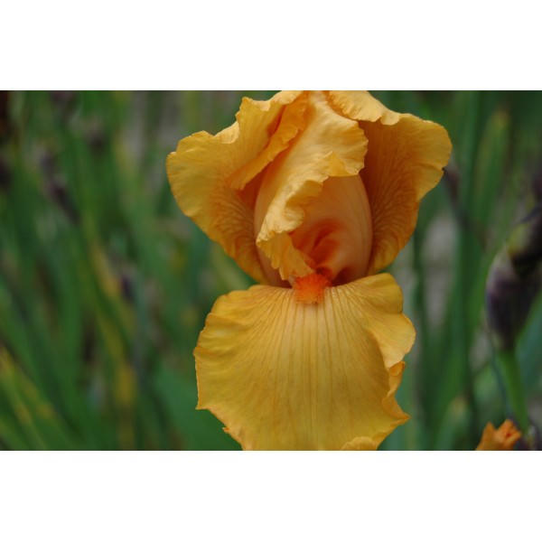 Iris germanica 'Season Ticket'