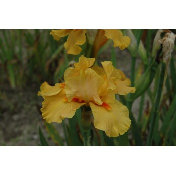 Iris germanica 'Season Ticket'