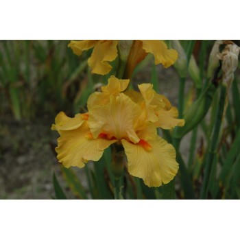 Iris germanica 'Season Ticket'