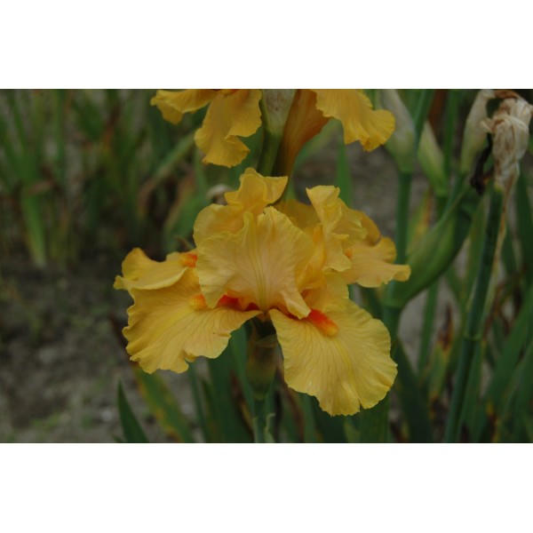 Iris germanica 'Season Ticket'