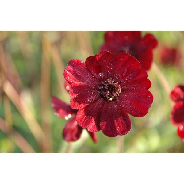 Cosmos atrosanguineus 'Chocamocha' (cosmos chocolat)