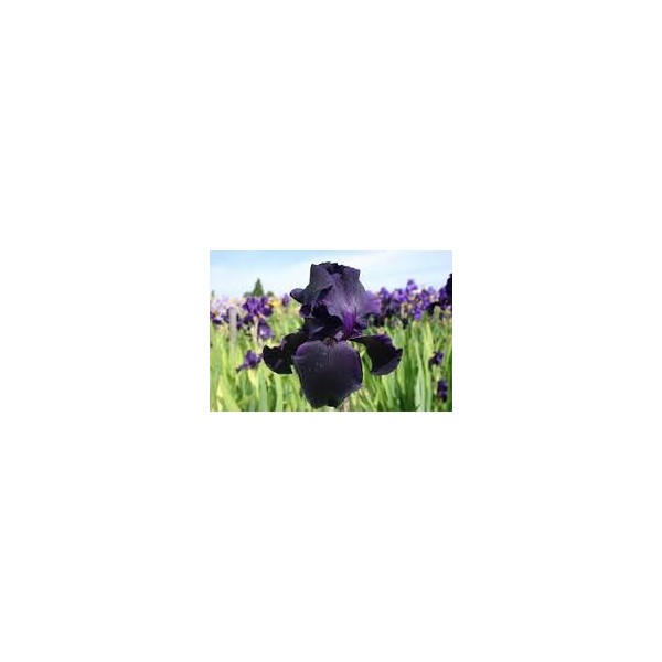 Iris germanica 'Tuxedo'