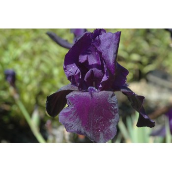 Iris germanica 'Tuxedo'