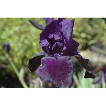 Iris germanica 'Tuxedo'