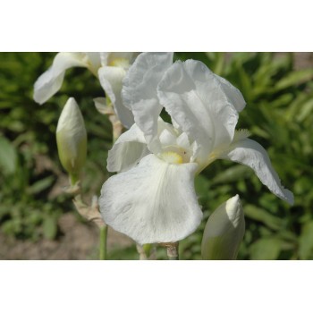 Iris germanica 'Lugano' ( Iris des jardins)
