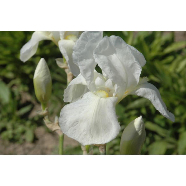 Iris germanica 'Lugano' ( Iris des jardins)