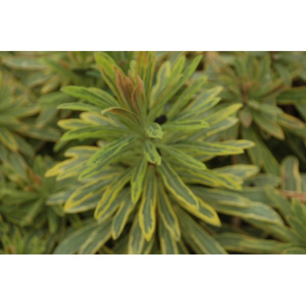 Euphorbia martinii 'Ascot Rainbow'
