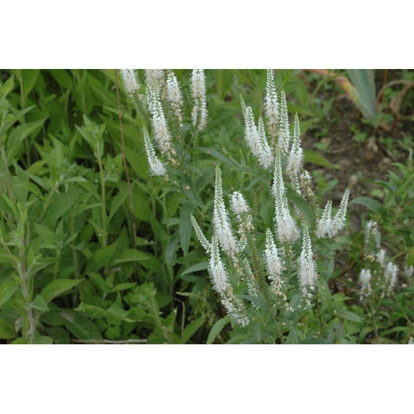 Veronica longifolia 'Icicle' (véronique)