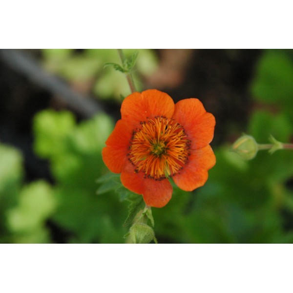 Geum coccineum 'Borisii' 'benoite)