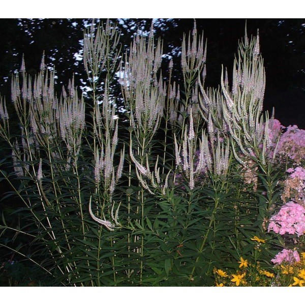 Veronicastrum virginicum 'Album'