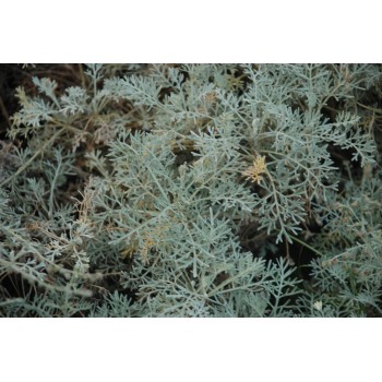 Artemisia canescens