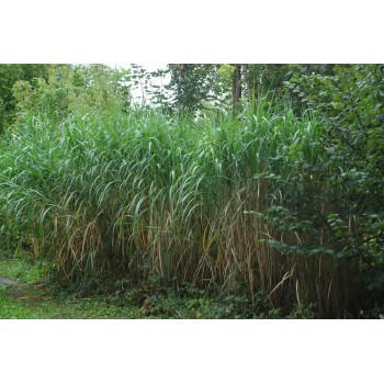 Miscanthus 'Giganteus'