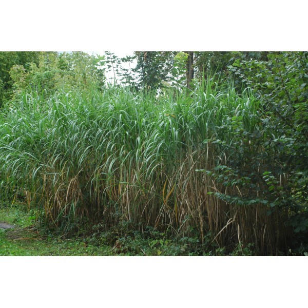 Miscanthus 'Giganteus'