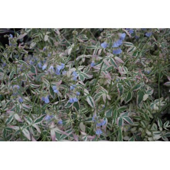 Polemonium reptans 'Stairway to Heaven'