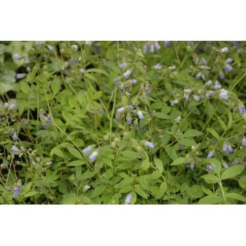 Polemonium reptans 'Blue pearl' (valeriane grecque)