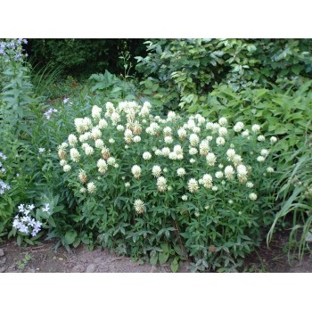 Trifolium ochroleucon (trefle)