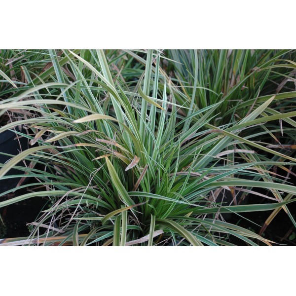 Carex morrowii 'Ice Dance' (Laîche)