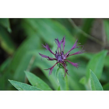 centaurea montana 'Jordy' (bleuet)