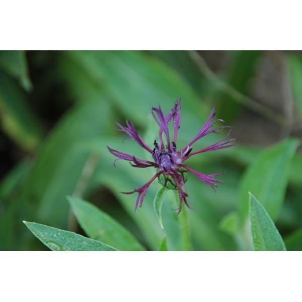 centaurea montana 'Jordy' (bleuet)
