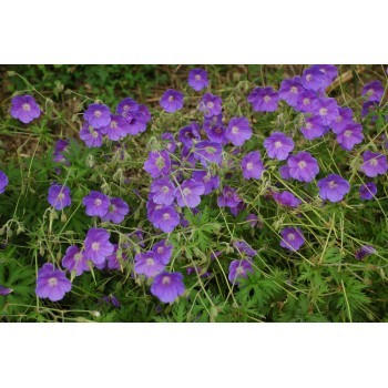 Geranium 'Johnson's Blue'