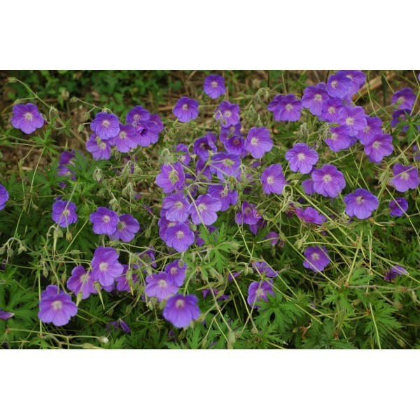 Geranium 'Johnson's Blue'