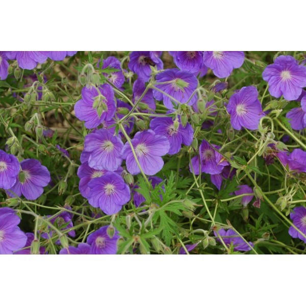 Geranium 'Johnson's Blue'